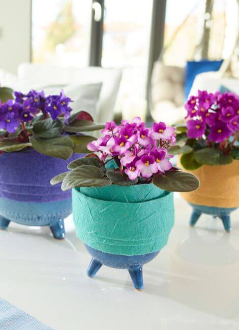 01-colourful-potted-usambara violets