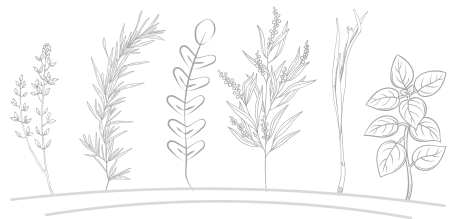 Herbs as decoration