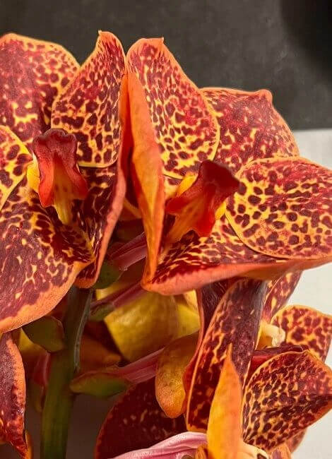 01-orchid-vanda-lava-jpg