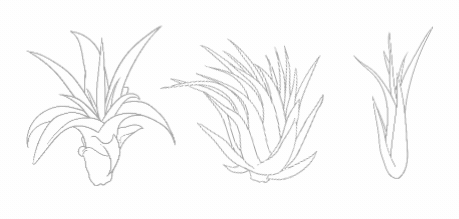 Caring for air plants